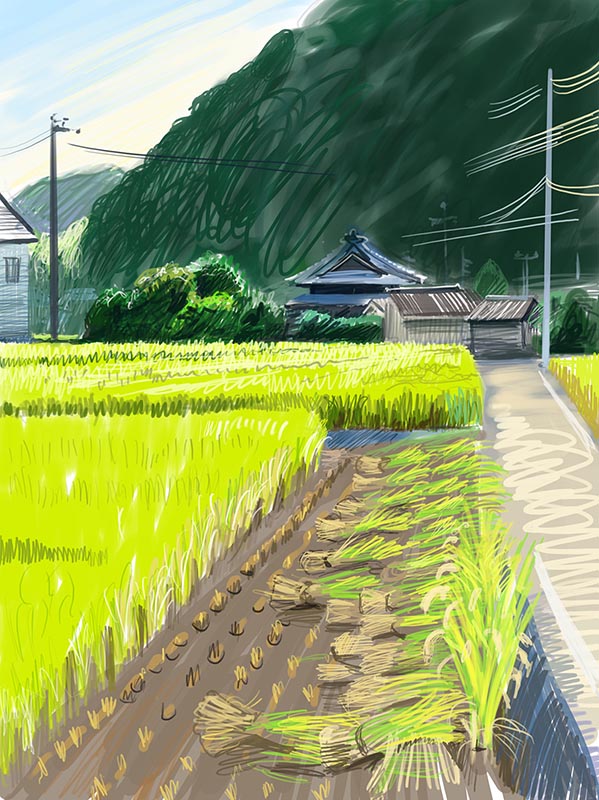 11.10 | Rice harvest Fukuoka Farm